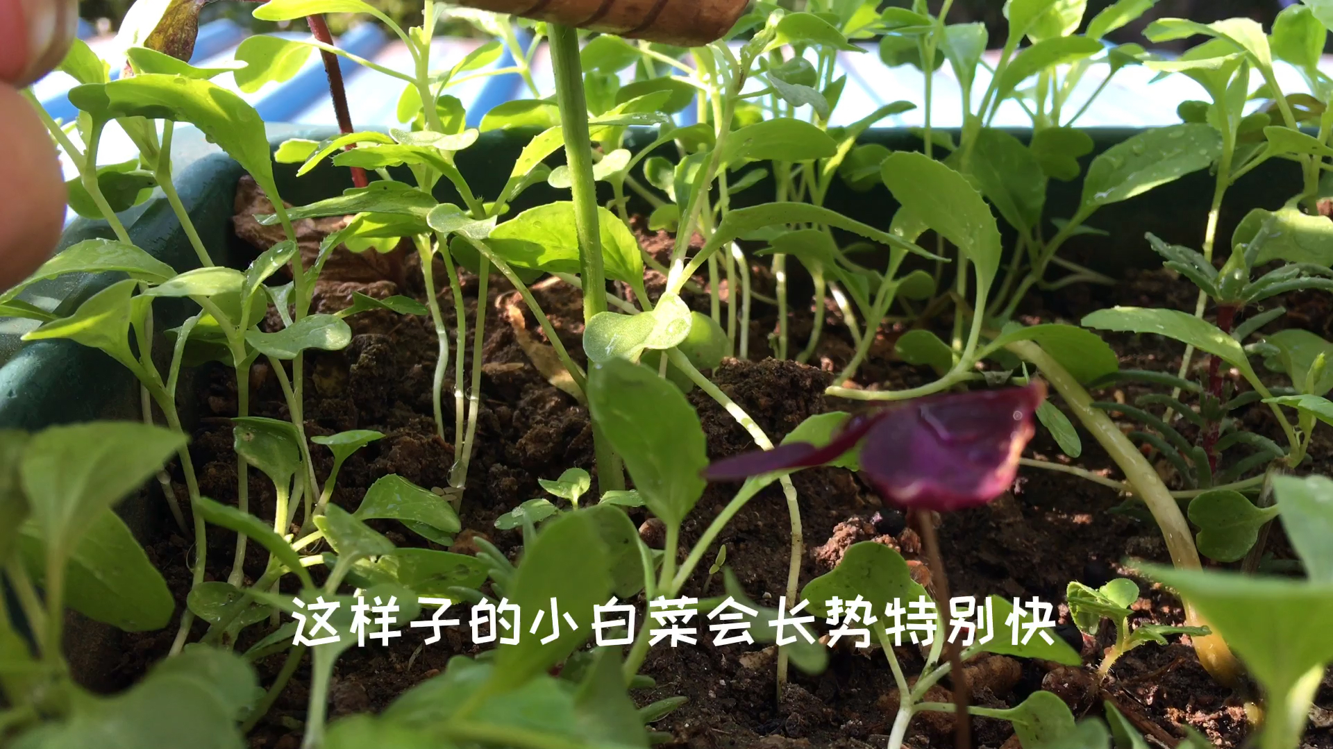 夏天阳台种小白菜的几个技巧,4天出苗,一个月可以吃