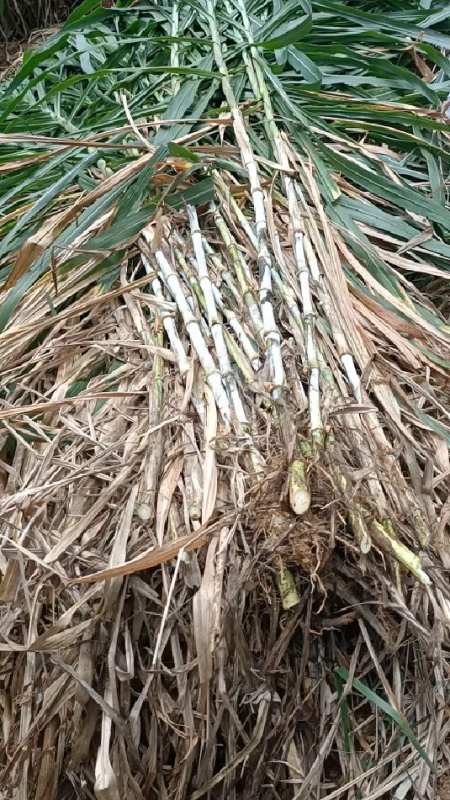 生长速度快,分芽多产量高.种一次多年生