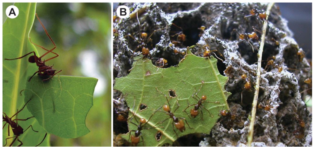超个体生物,切叶蚁系统"涌现"