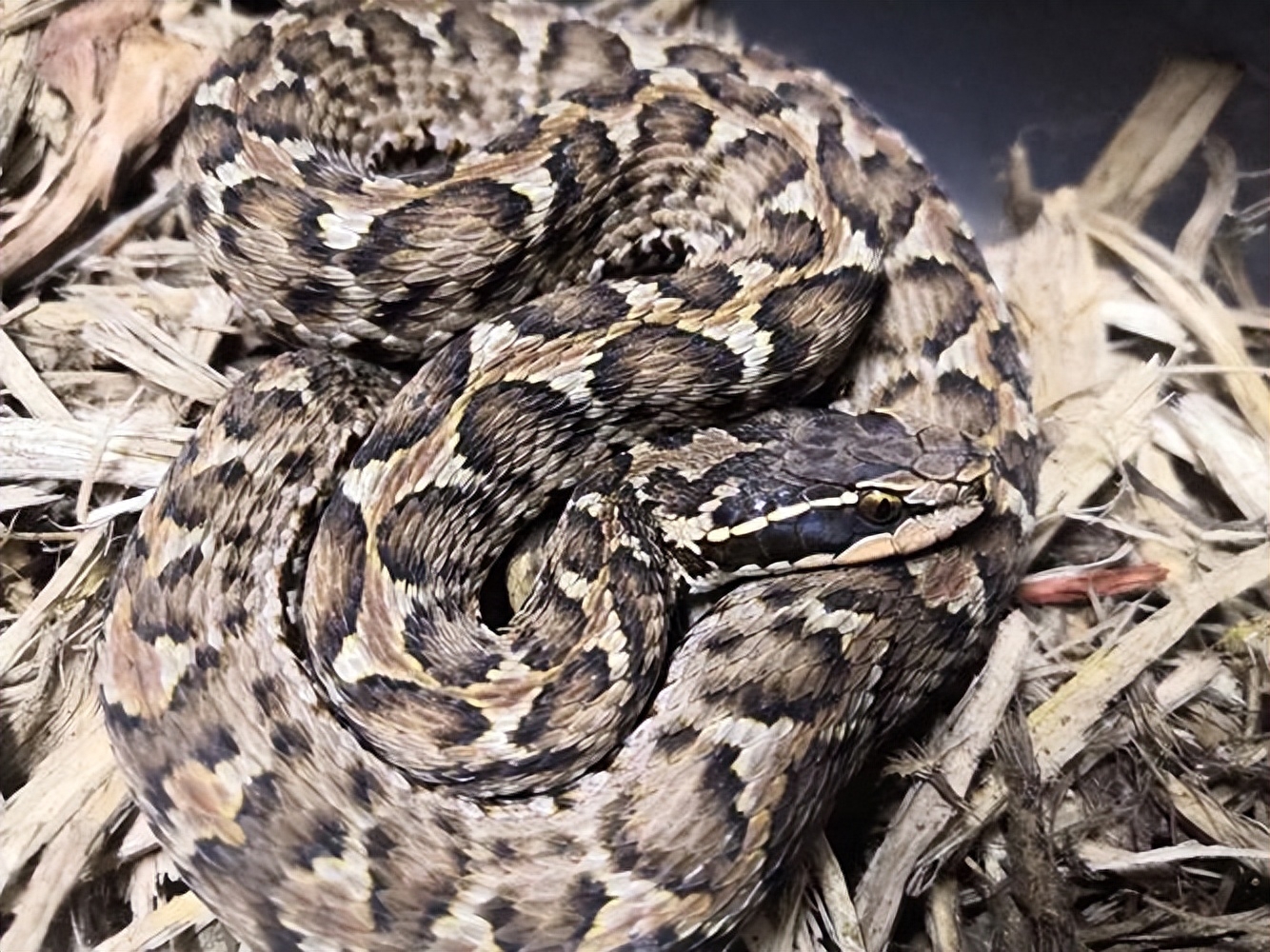 江苏野生蛇类大揭秘:剧毒蛇,无毒蛇究竟有何不同?