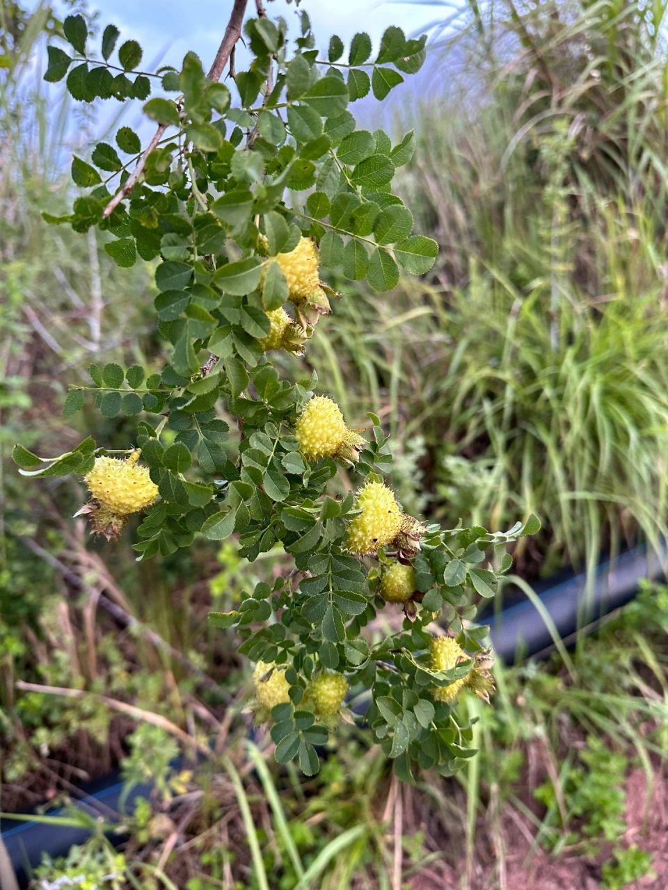 爬山路上看到这个像灯笼长满刺的果子能吃吗?
