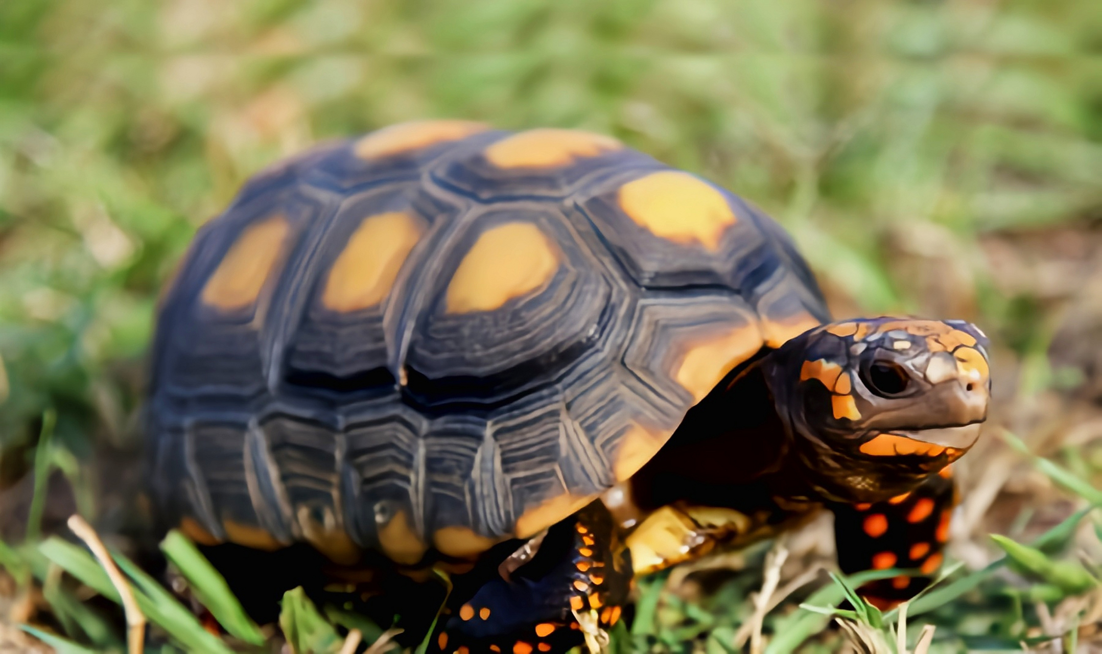 每天认识一种动物——红腿陆龟 红腿陆龟别名樱桃红腿陆龟,哥伦比亚