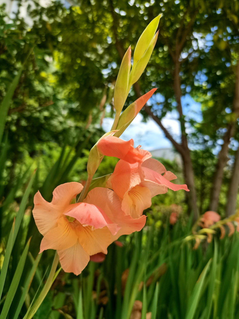 因唐菖蒲的叶子长得和中国的菖蒲草很相似,故名唐菖蒲.