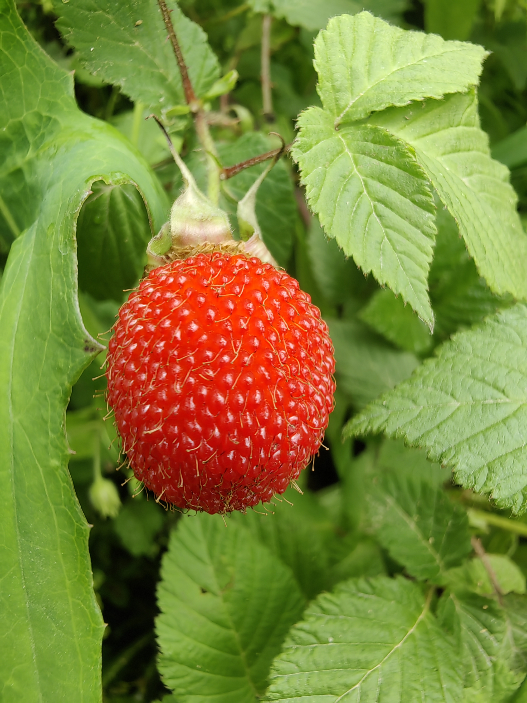 我们这里人叫野草莓,在你们地方是不是也有这野果?是叫什么名称的吗?