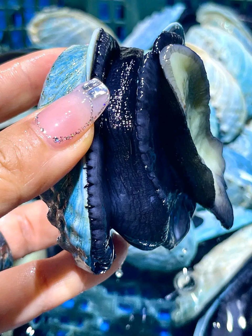 最漂亮的鲍鱼,澳洲星空鲍,你吃过吗?