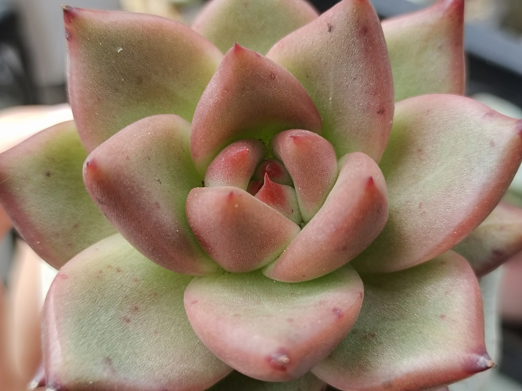 红颜蜜语杂,皮蛋,红颜蜜语,出了两天太阳就开始上色了#多肉植物