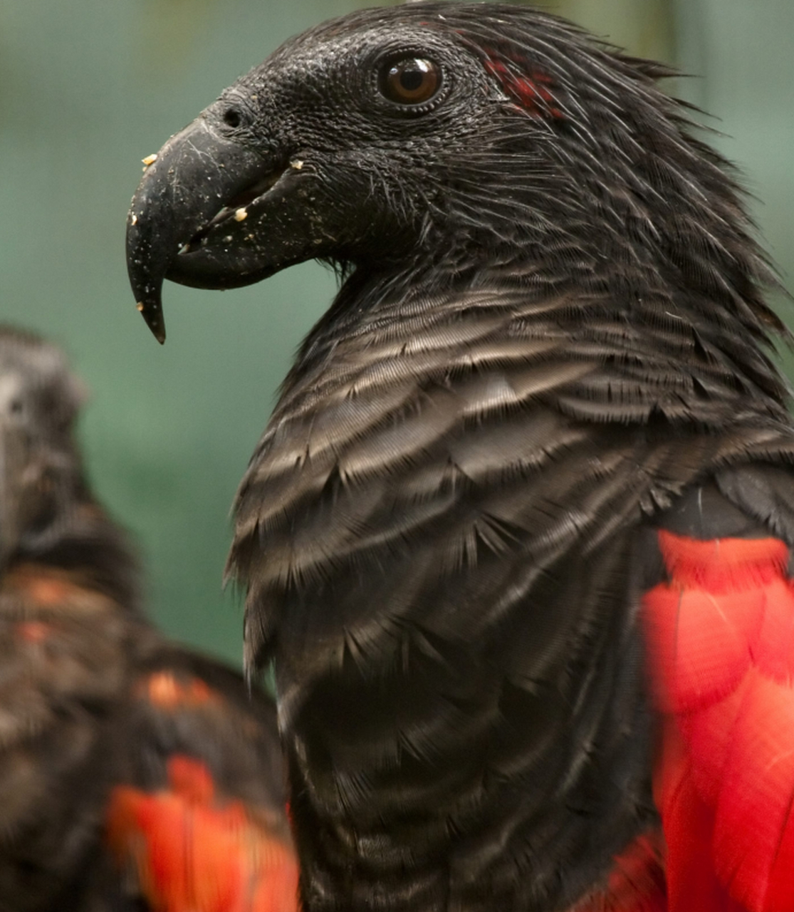 图片中这只长相有点像秃鹰的鸟叫吸血鬼鹦鹉,也叫德古拉鹦鹉,它那光秃