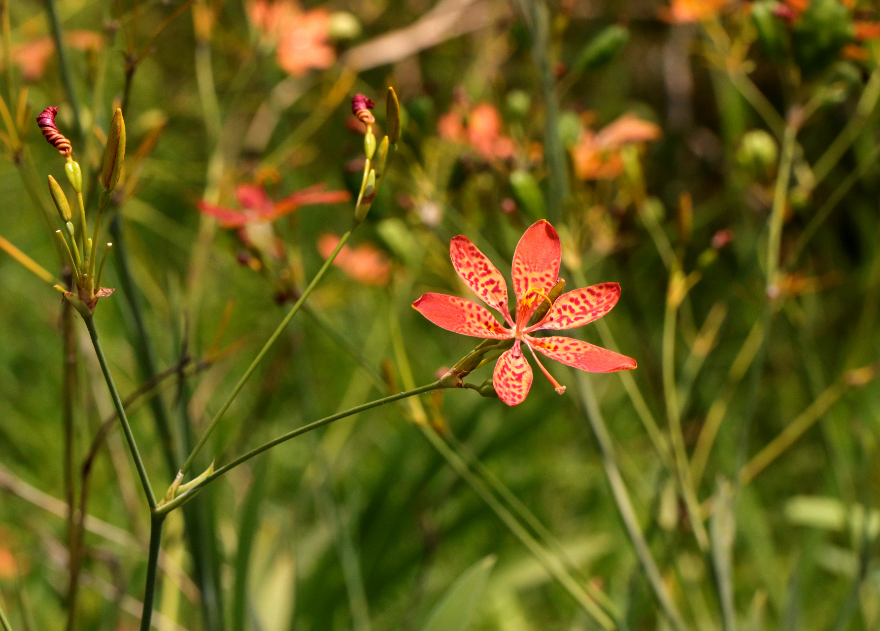 《荀子·劝学篇》中就有关于射干的记载:"西方有木焉,名日射干,茎长四
