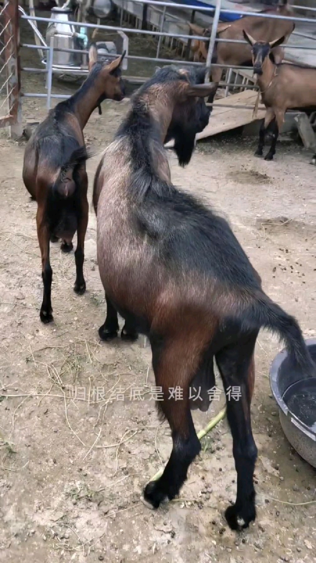 纯种红鹿奶山羊红鹿奶山羊