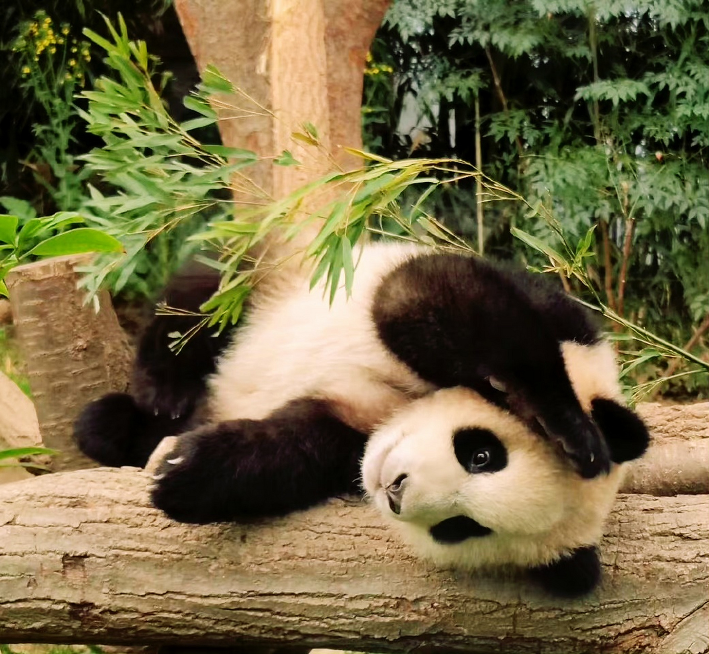 #大熊猫# 一组福宝幼年时候的照片,可可爱爱,软萌软萌的!哪里还有比小