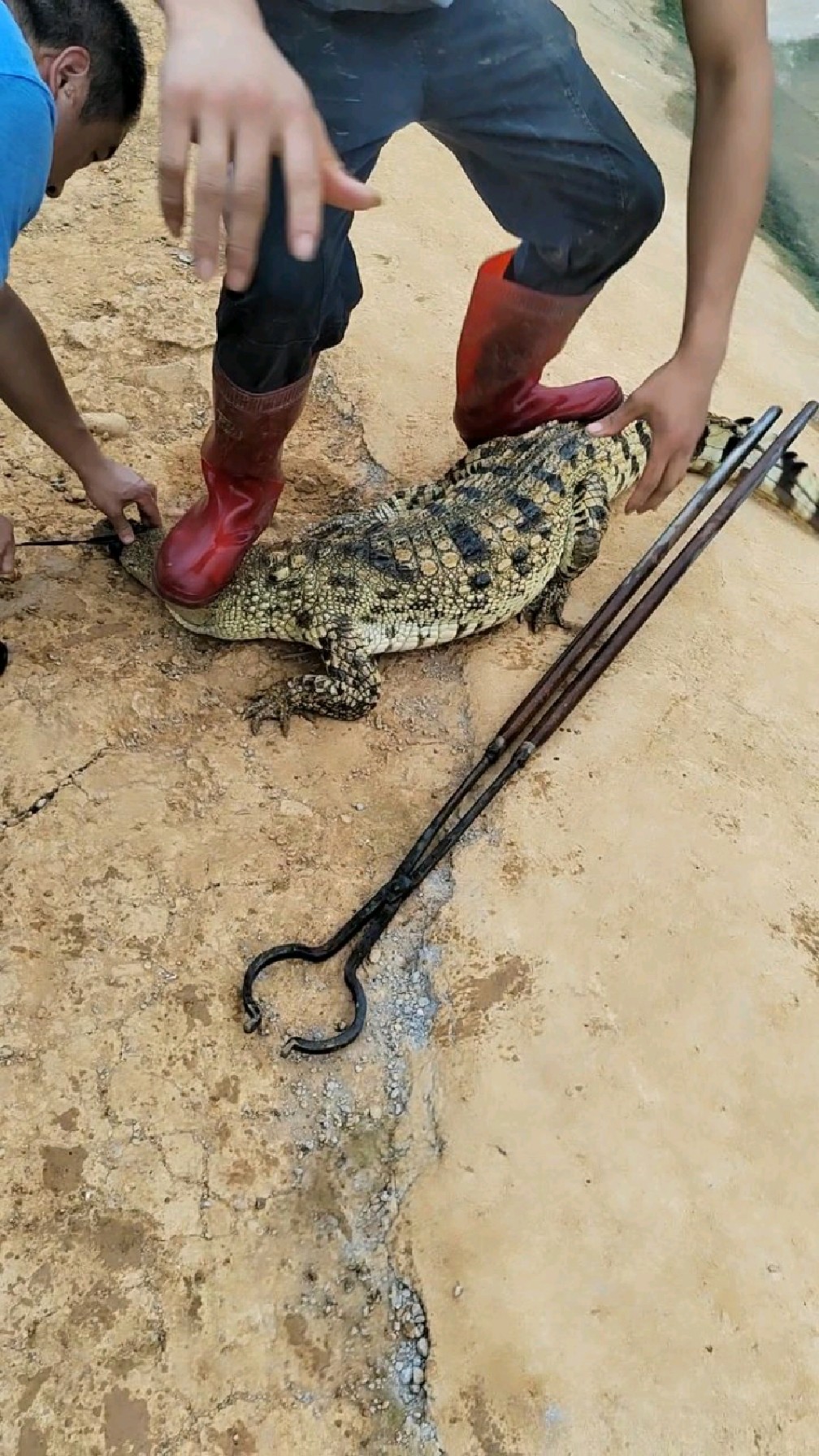 抓鳄鱼需要很默契的配合,稍有不慎有可能会请全村人吃饭