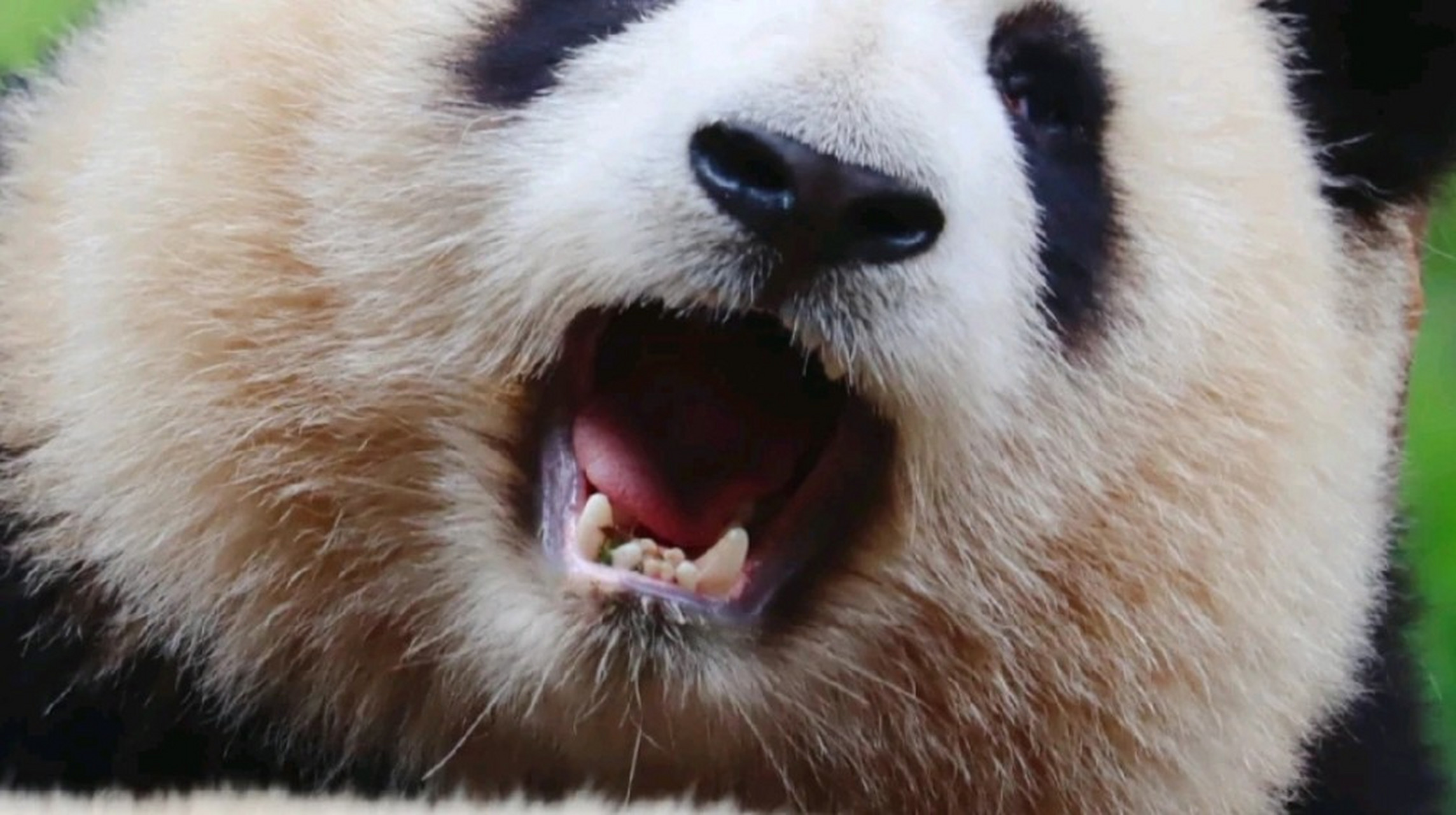 可能花花体型小也是因为进食很慢吧,一口乱牙也