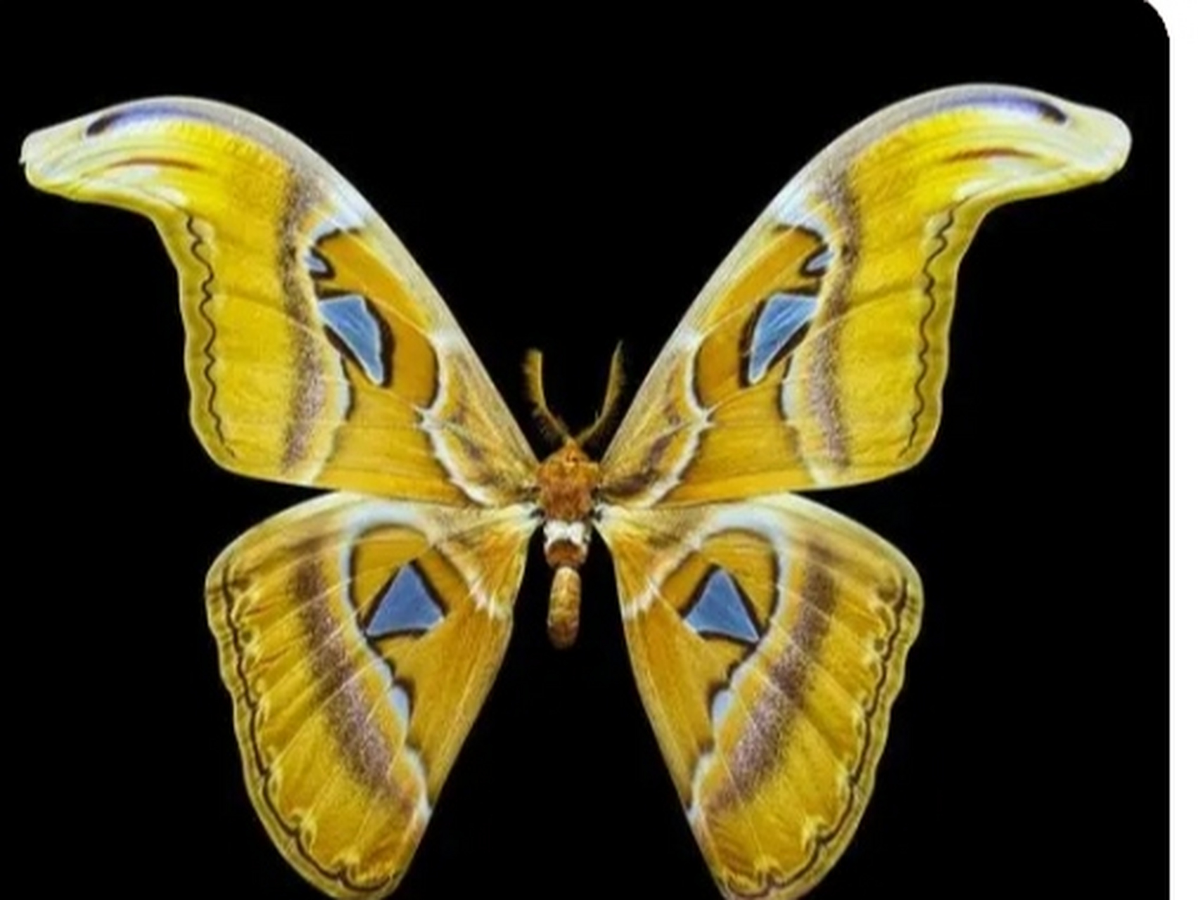 如阿特拉斯蝴蝶,学名叫乌jiao大蚕蛾,因翅膀上的图案酷似毒蛇眼镜蛇