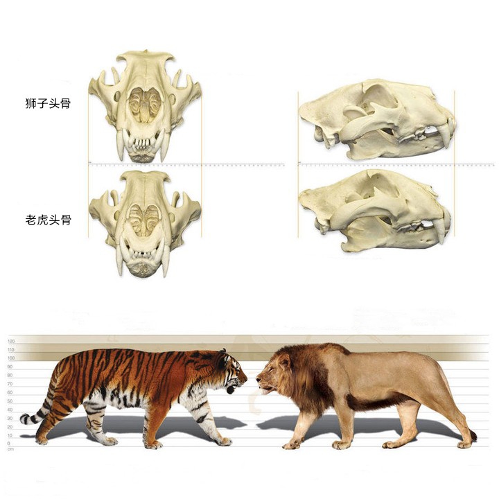 东北虎对比狮子体型图图片