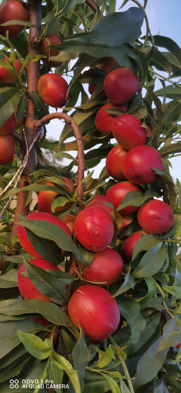 详细介绍迷你珍珠0号枣油桃,在山东泰安地区5月下旬成熟,此品种,不用