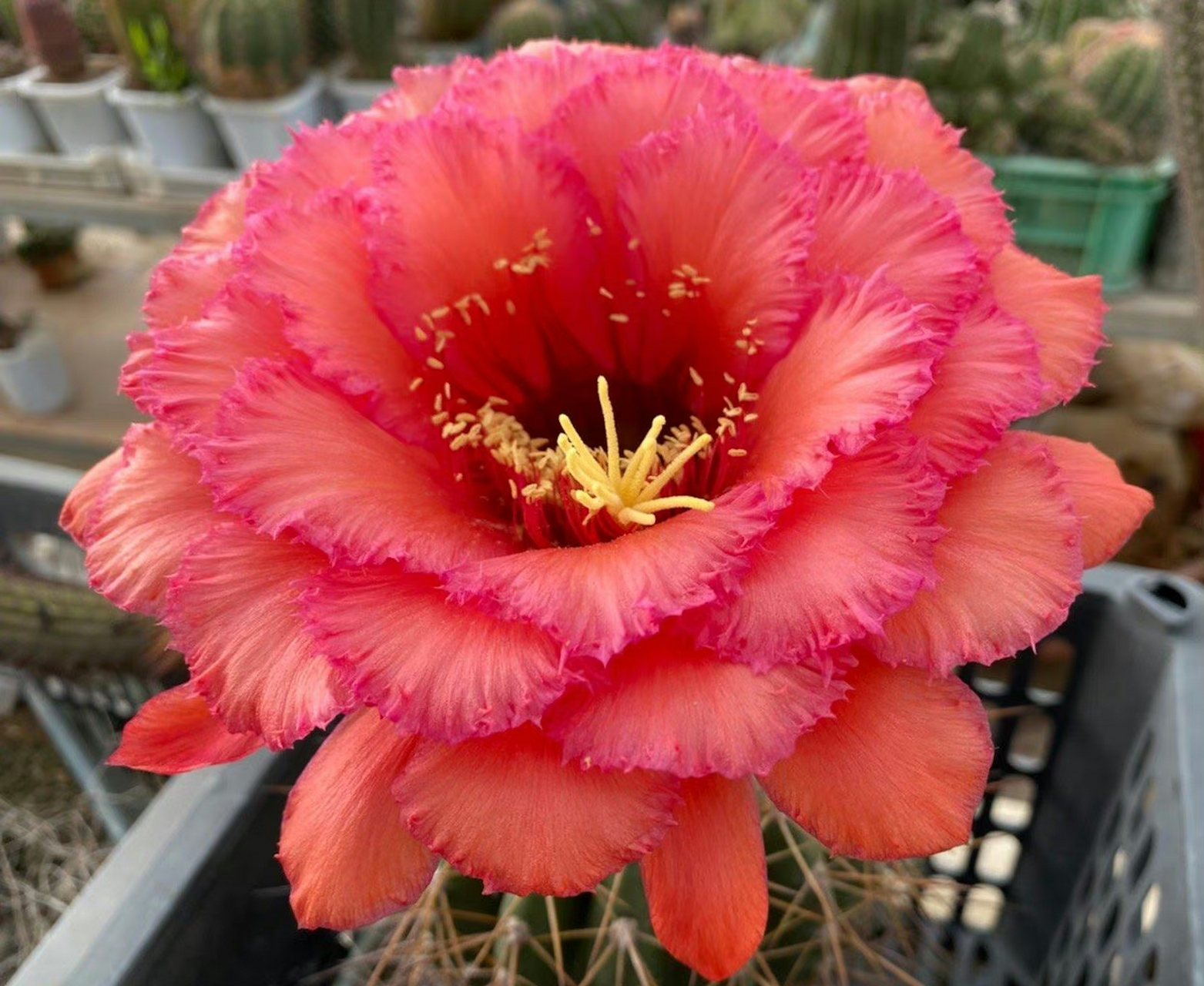 毛花柱:格莱瑟的荣耀(自花) 品种来自国外栽培者,由"格莱瑟的荣耀"自