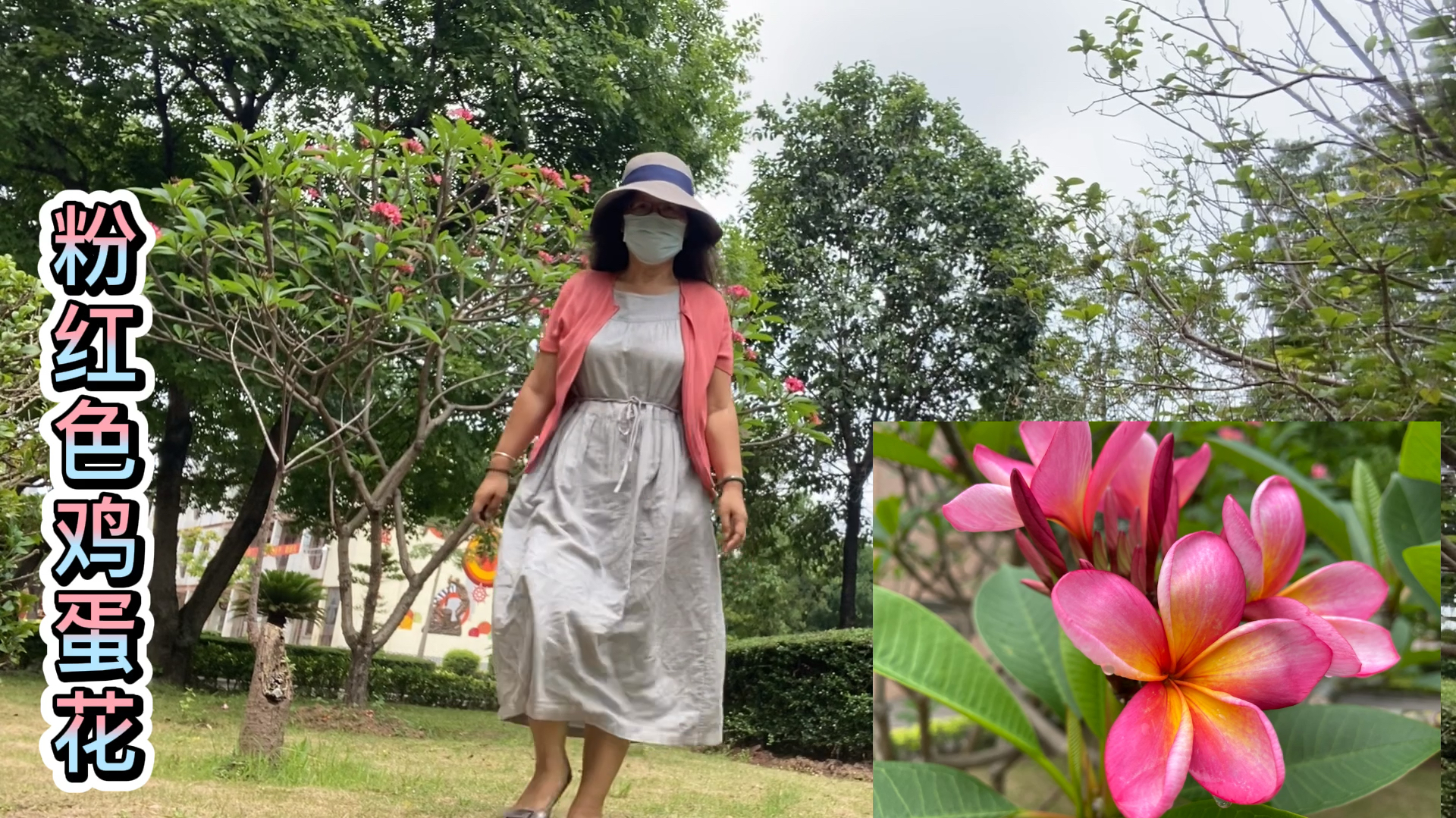 鸡蛋花,真好看,你们喜欢黄色还是粉红色的呢?