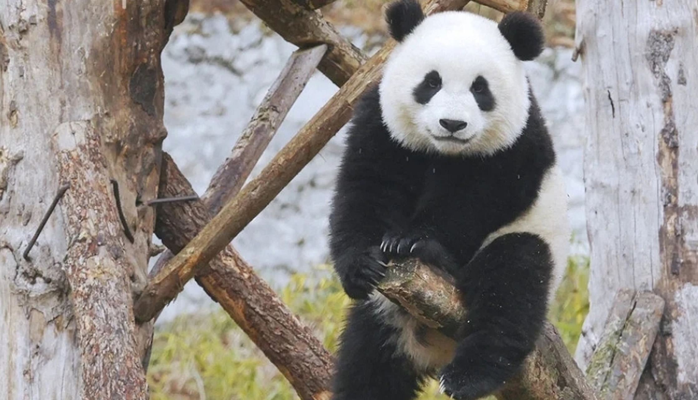 颜王好牛逼,有种高贵神秘的气质的熊猫  皓月好正的小熊,  好好听的
