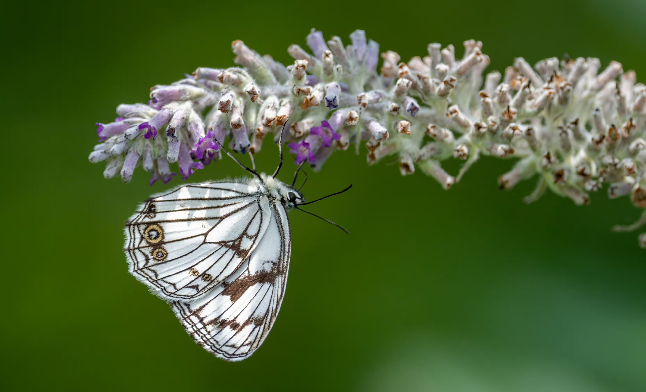 黑纹粉蝶 这是当时布瓦村数量最多的蝴蝶,黑白分明与花相相伴,俏也不