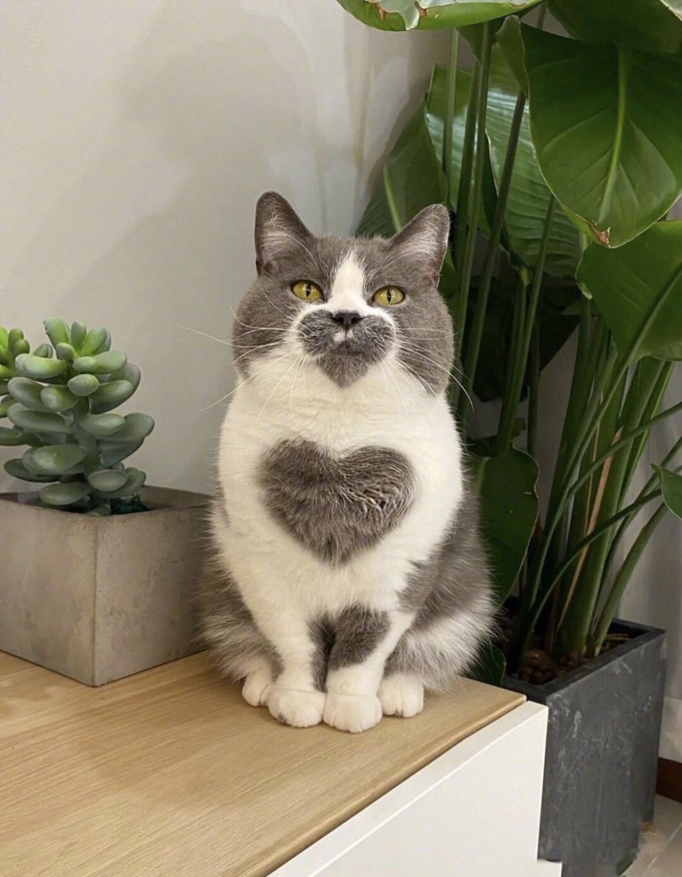 猫咪太可爱了,全身都是爱.#趣图搞笑# #猫咪