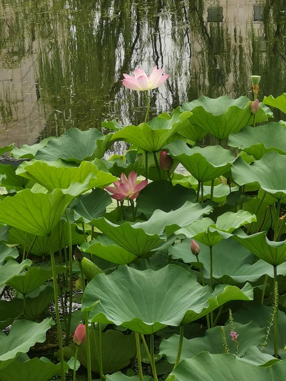 初秋北京护城河里的荷花 "生如夏花之绚烂, 死如秋叶之静美.