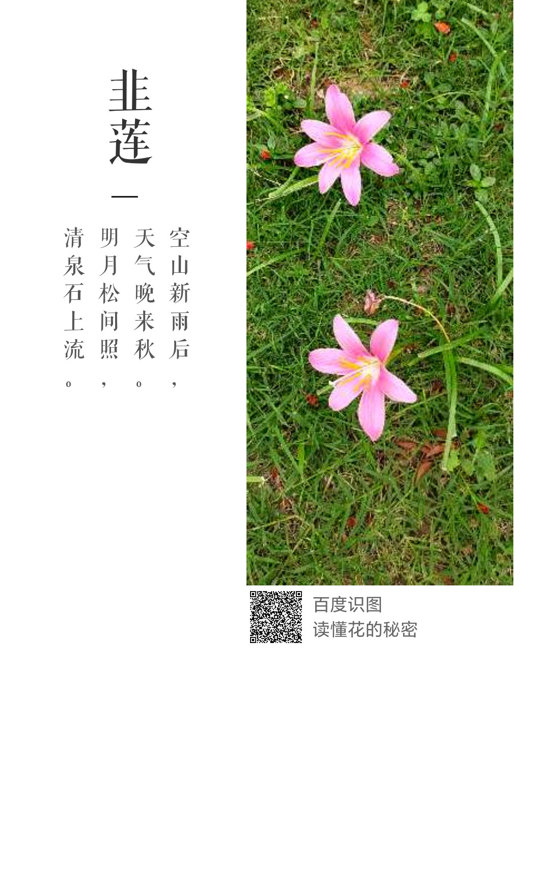 葱兰科属