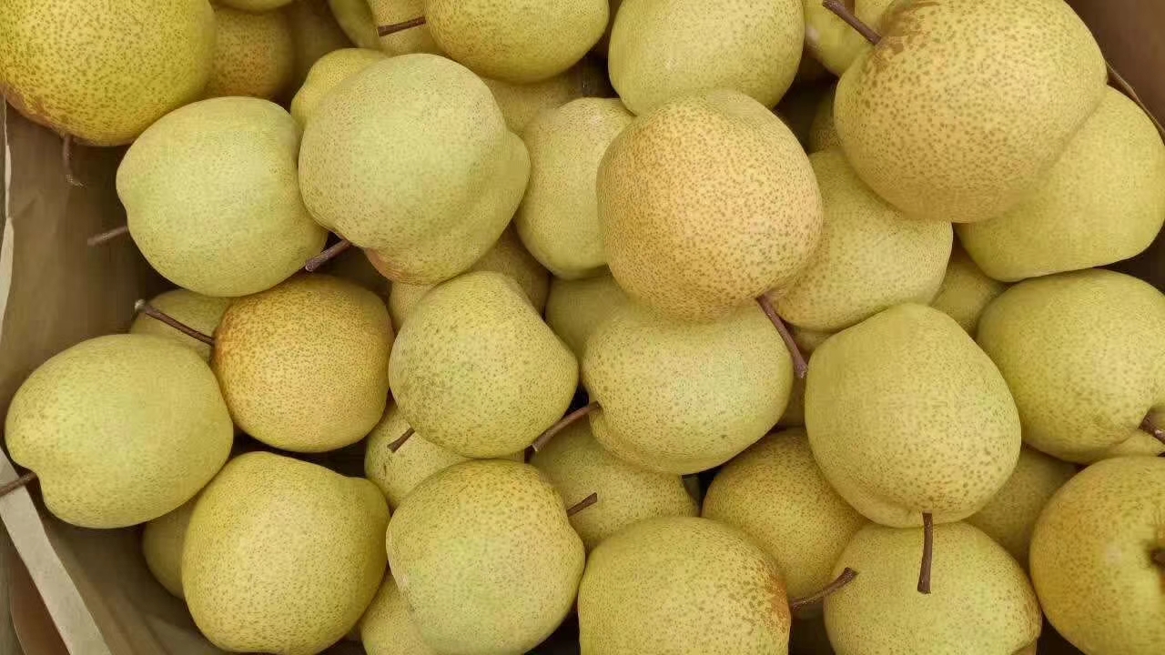 百年老树砀山酥梨