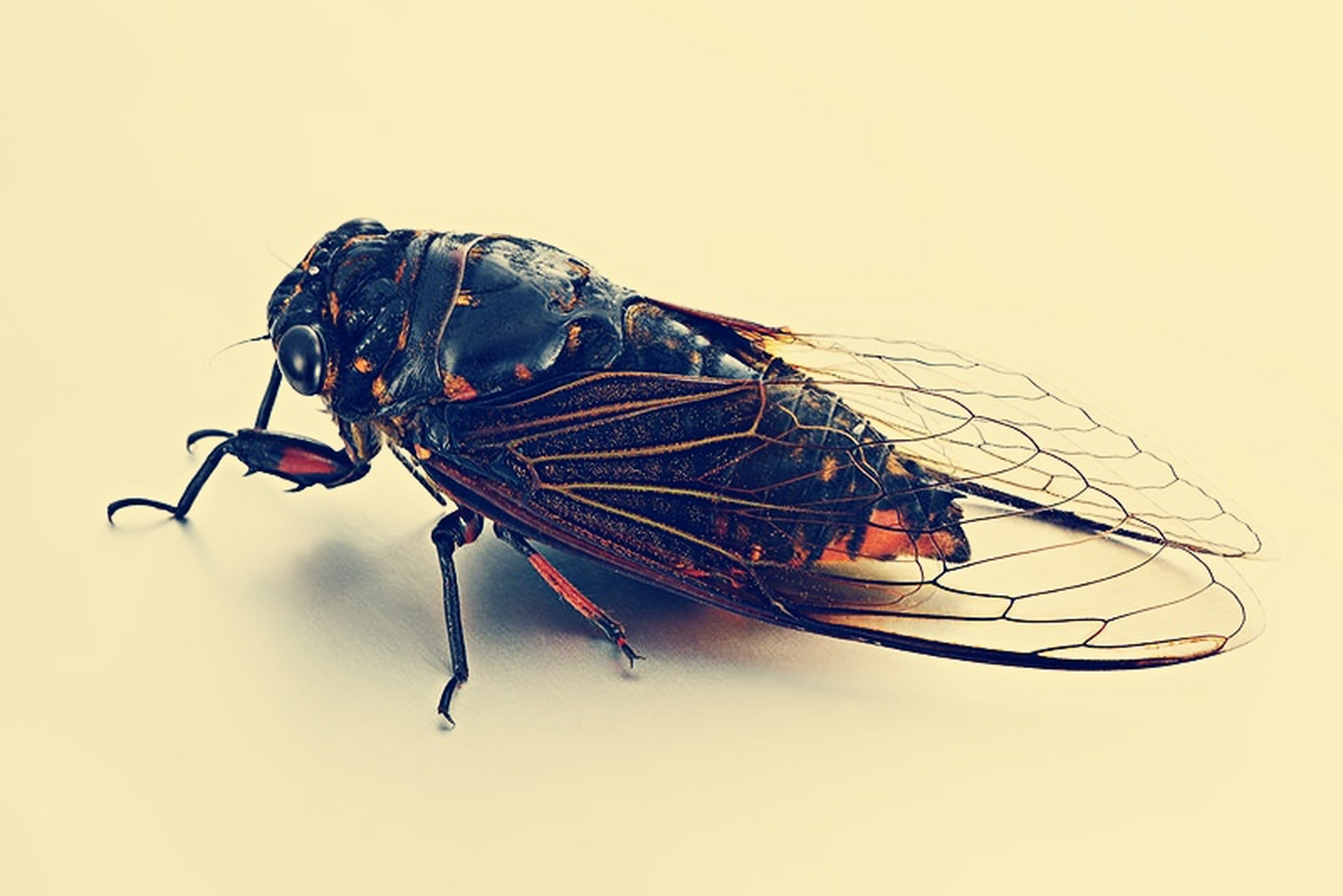 由于蝉的翅膀比较硬,一般要在温水里泡几天才可以使用.