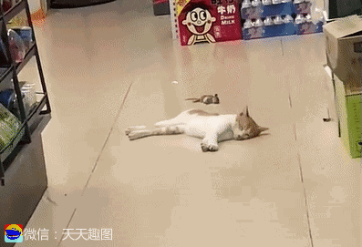 搞笑gif开心一刻:妹纸来哇!弹脑瓜崩不?