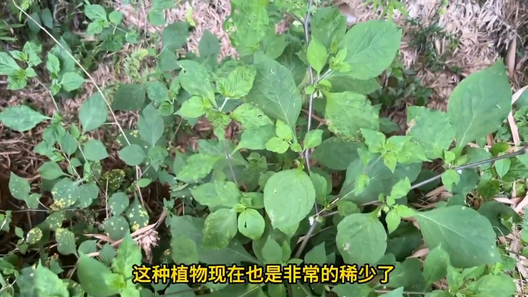 被称为刀枪药:士兵浑身上下都是刀伤,老中医用这治愈他的伤口!