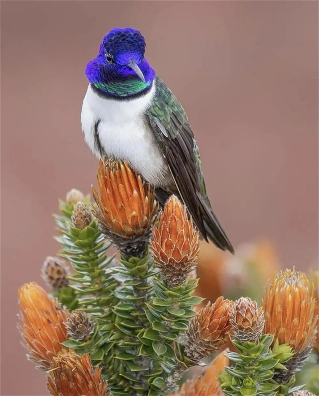 山星鸟  一身多色