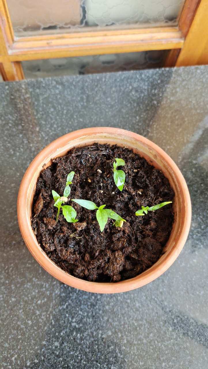 几粒种子,种小辣椒,这么细小的小苗,不知道能不能结出红彤彤的小米辣