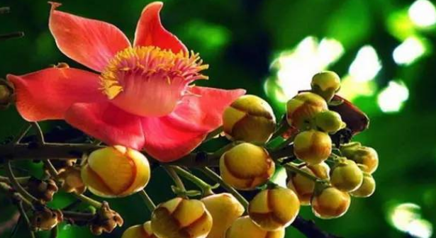 菩提花的寓意是什么