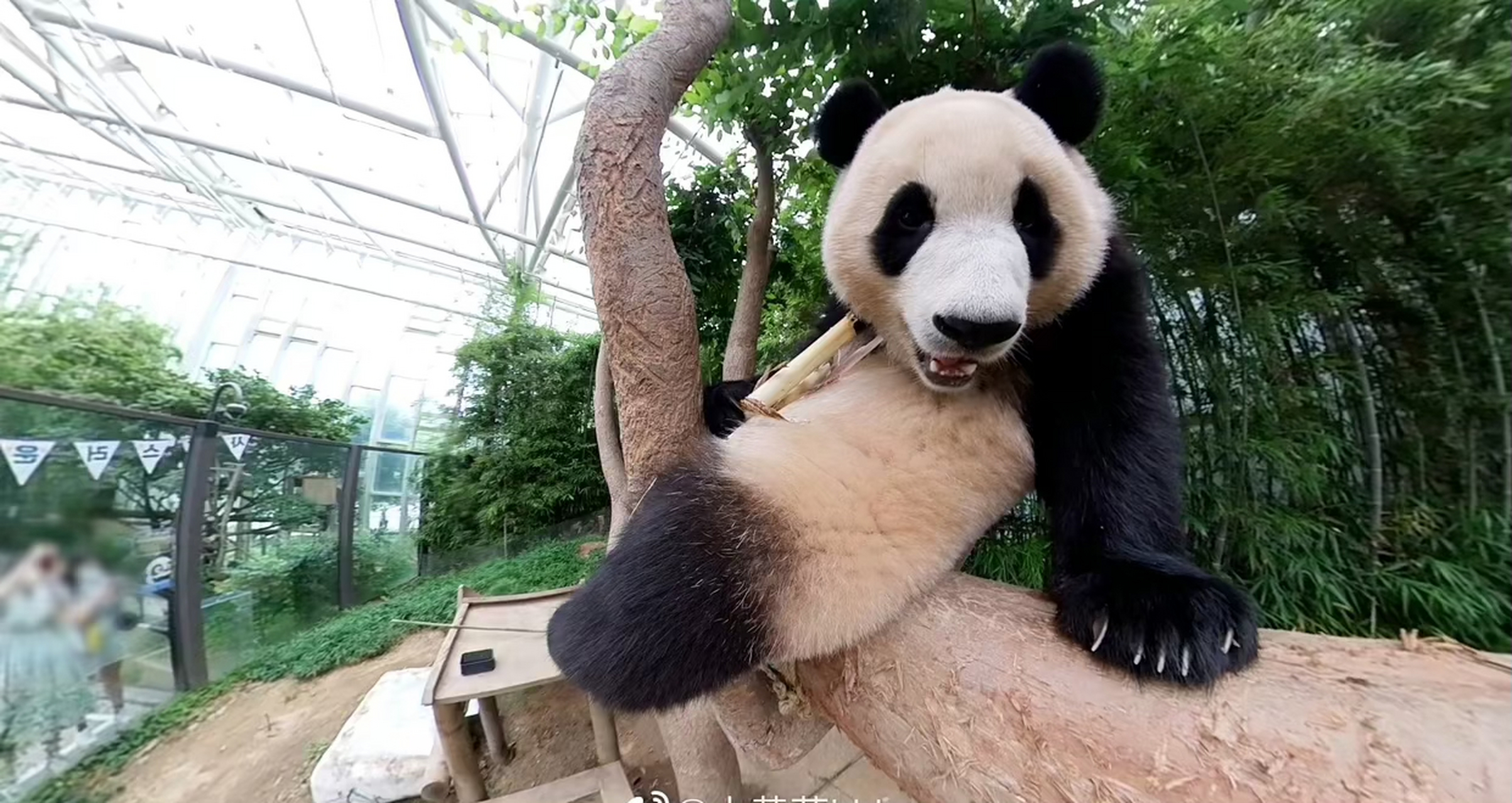 宋宝,独一无二的刁钻拍照技术,快把福宝拍成外星猫了  福宝:我是谁?