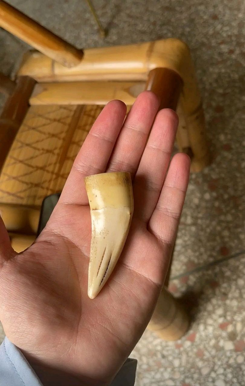 网友:我觉得是狗牙,我外公说是老虎牙,你们看呢?#百家号星火计划