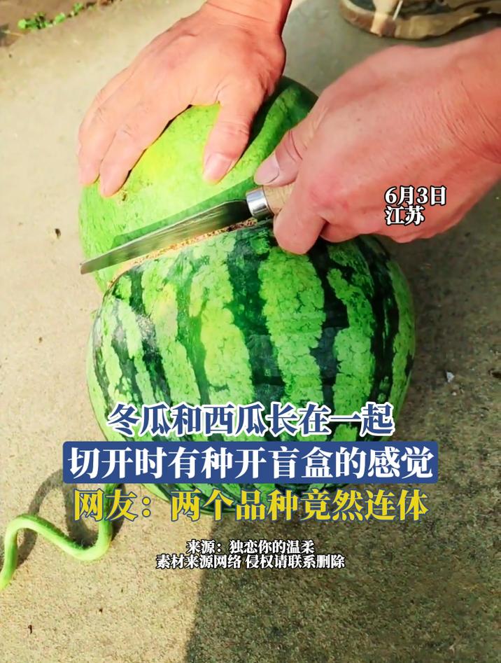 冬瓜和西瓜长在一起,切开时有种开盲盒的感觉,网友:两个品种竟然连体