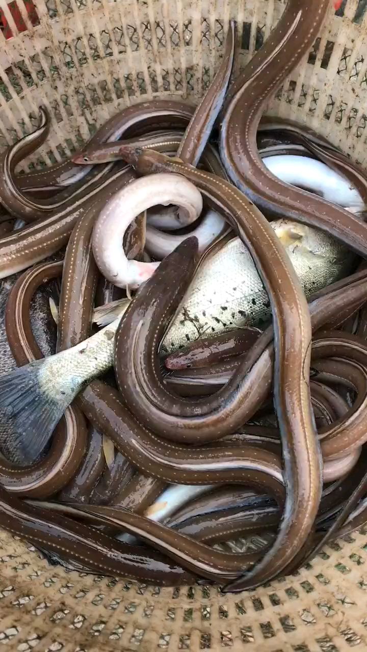 这个称心鱼绝对好货