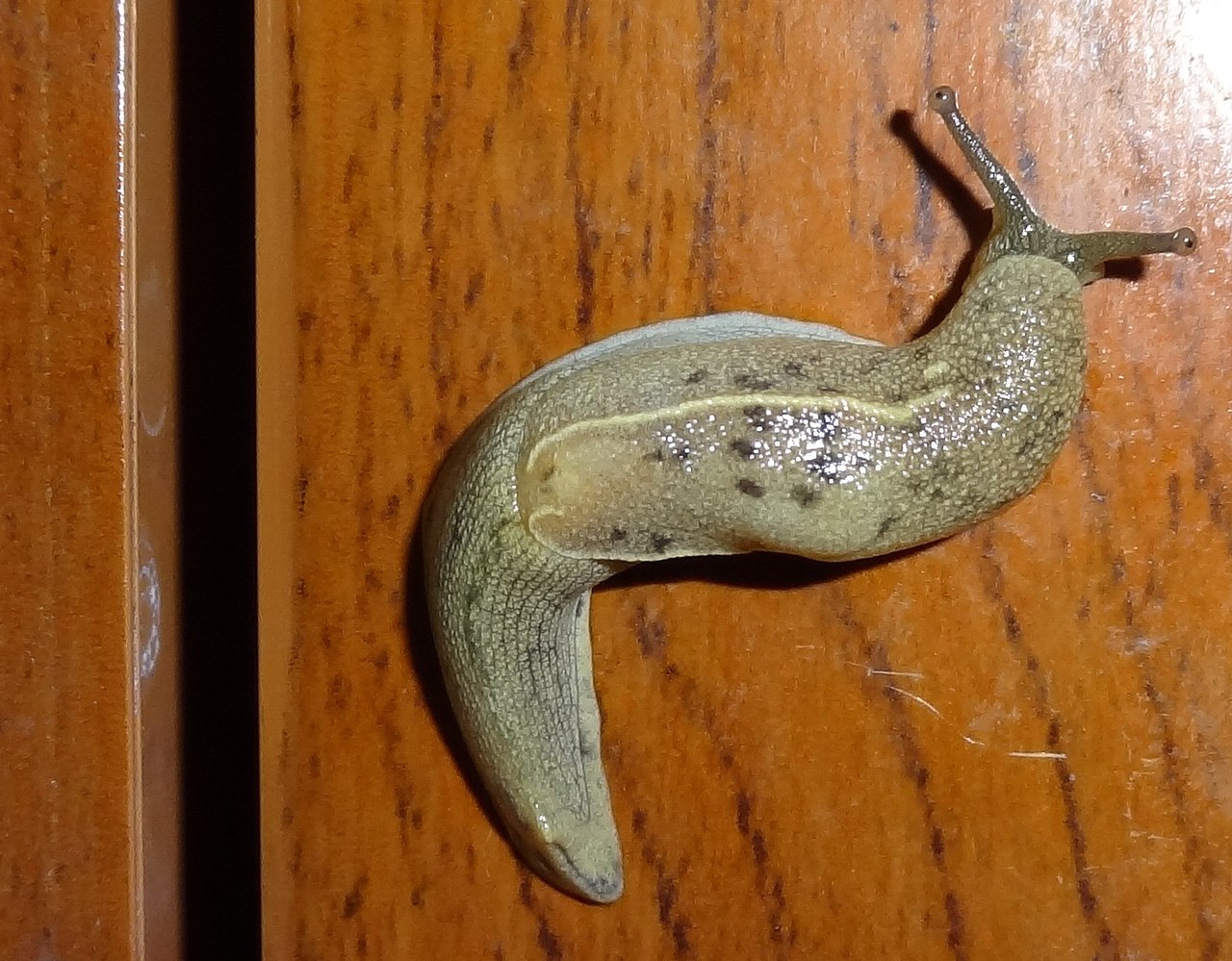 无壳蜗牛怎么消灭?教你一招-轻松消灭