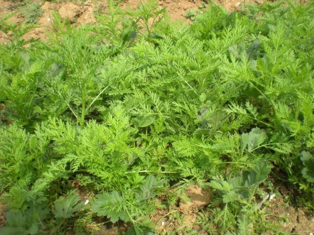 在乡野常见却叫不上名的植物,有的好看,有的能吃能用,你认识吗