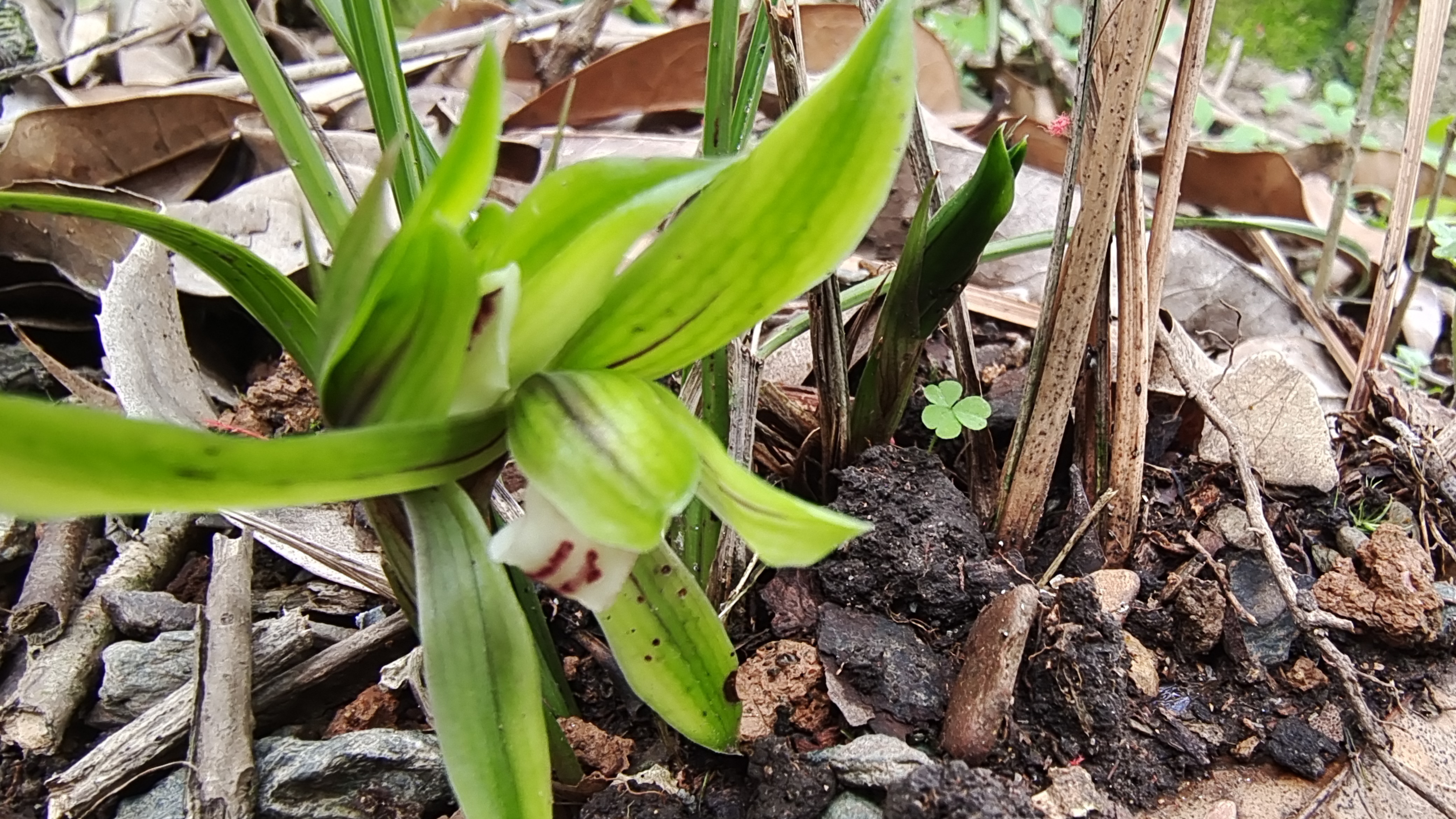 形态不同的春兰并蒂兰