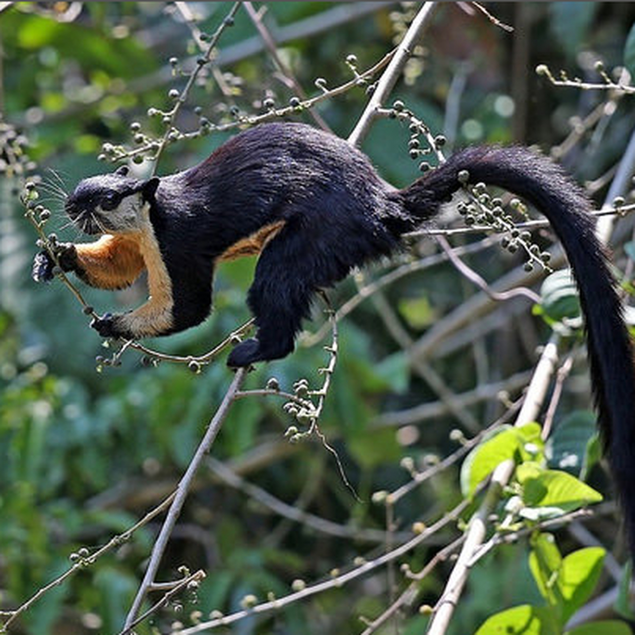 一只"树狗"正用尾巴勾住树干,把整个身体挂在半空中啃食菠萝蜜