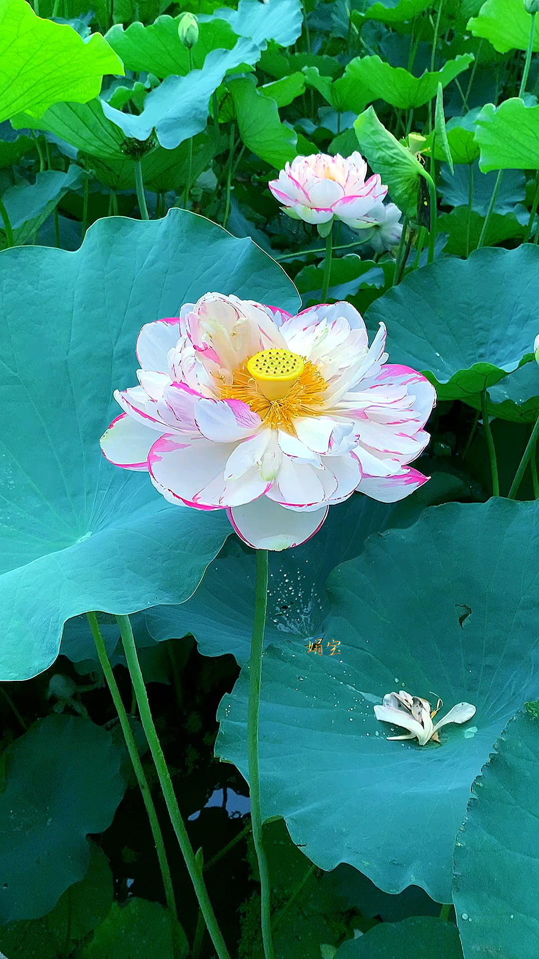 碧荷如玉花添彩婷婷玉立出水来