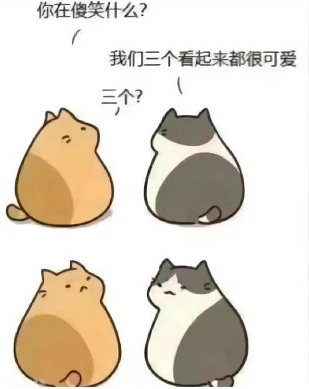 你找第三只猫的样子真可爱