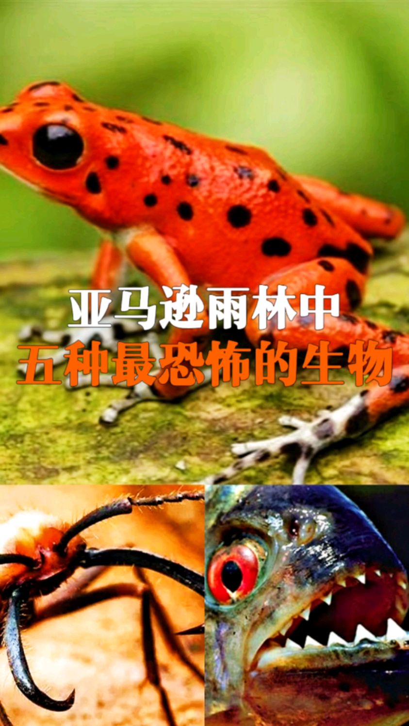 亞馬遜熱帶雨林中五種最恐怖的生物