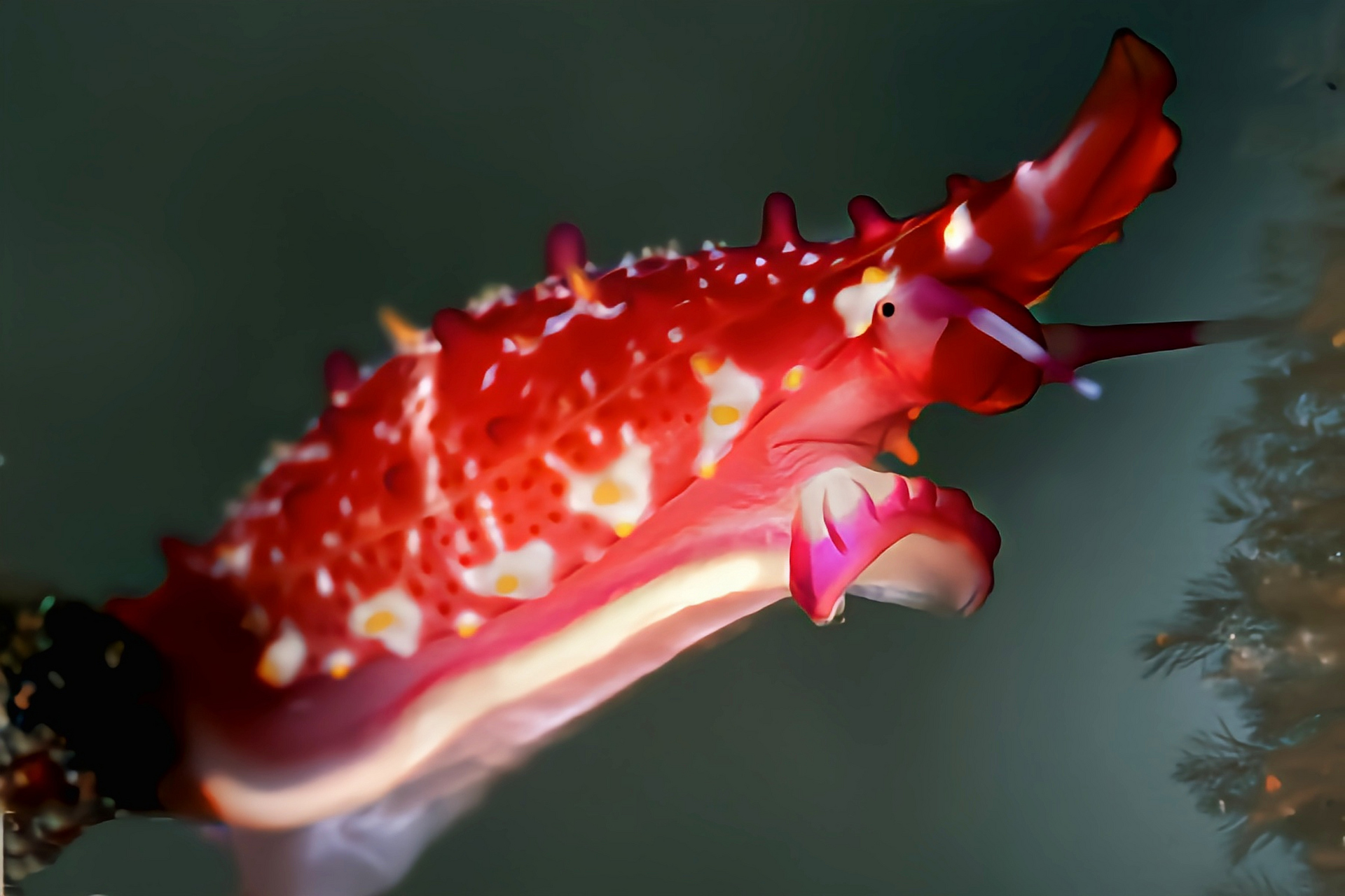 每天认识一种动物——玫瑰骗梭螺 玫瑰骗梭螺原产于太平洋西部,热带