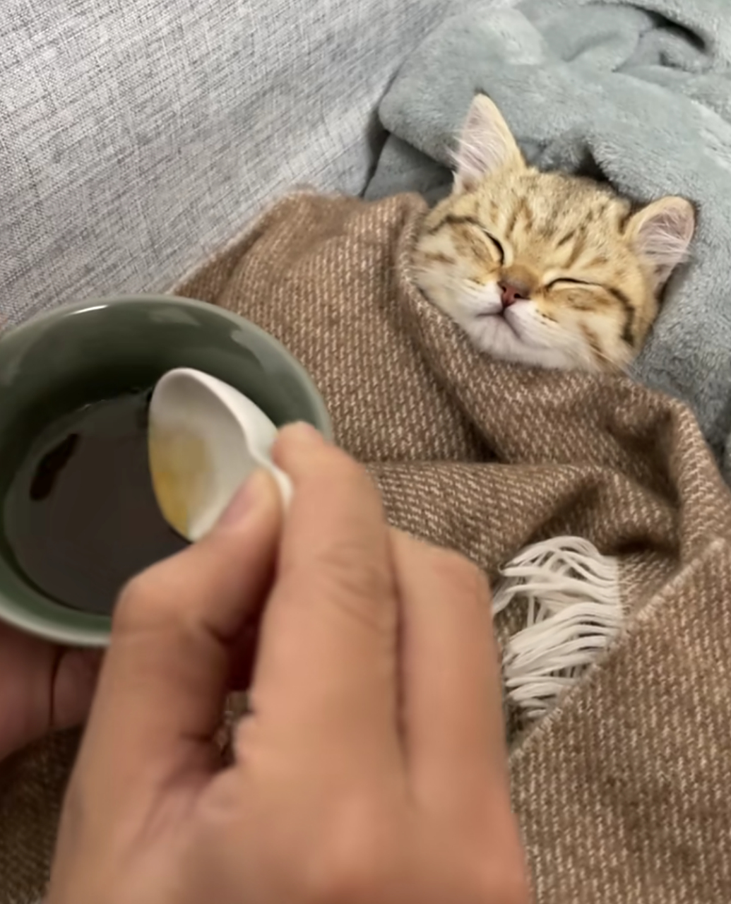 主人:"大郎,该起来喝药了!"[笑哭]#猫咪