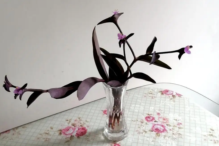 紫竹梅可以水培吗