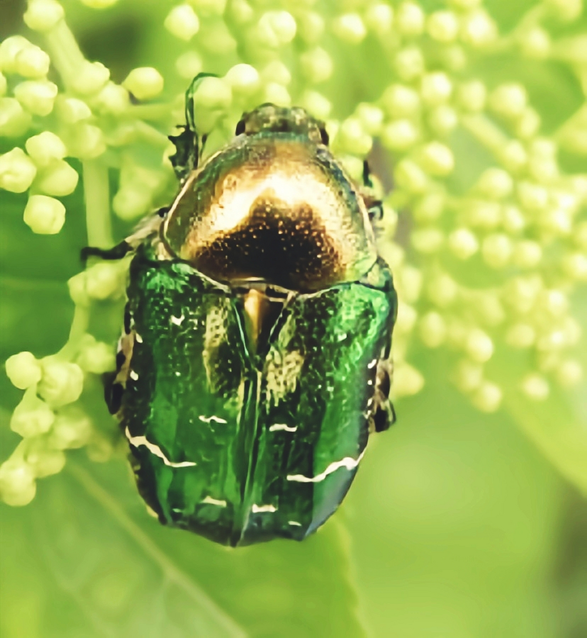 每天认识一种昆虫——金龟子  金龟子是昆虫纲,鞘翅目,金龟子科的总称