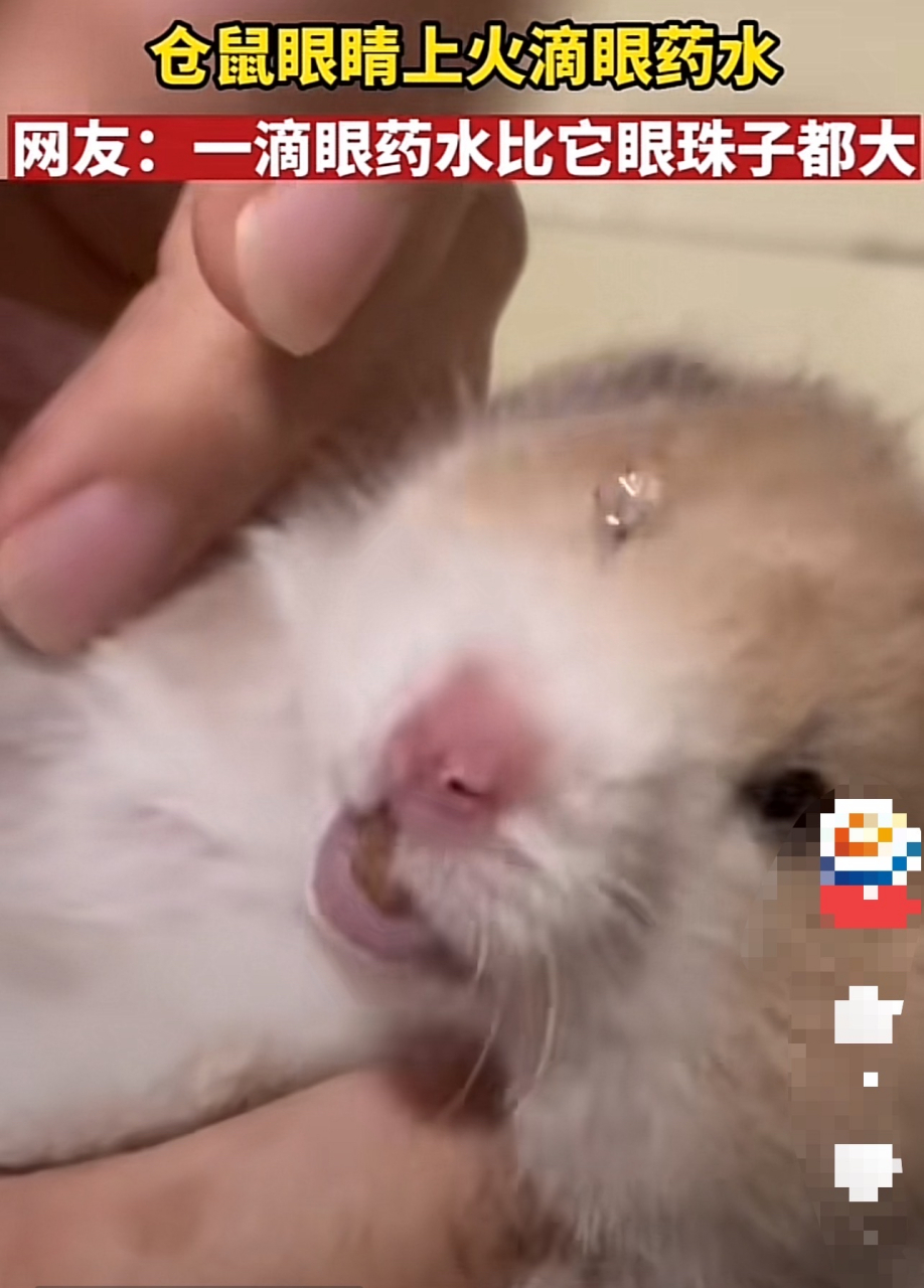 仓鼠:瞧你干的好事,我那眼睛是你这么扒拉的么#搞笑萌宠