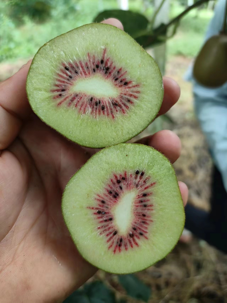 四川蒲江的红心猕猴桃,是一种口感佳,营养丰富的水果